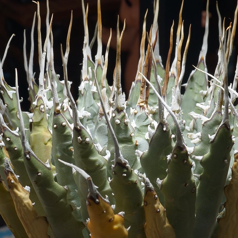 アガベ ユタエンシス エボリスピナ / ES-25 | アガベ専門店 モンスター