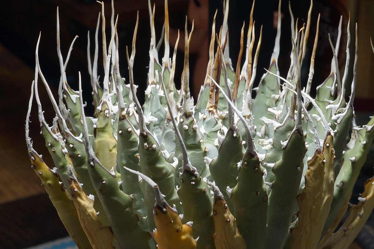 アガベ ユタエンシス エボリスピナ / ES-25 | アガベ専門店 モンスター