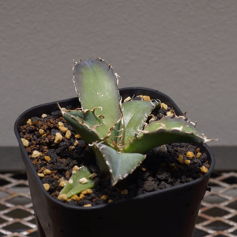 アガベ チタノタ 白鯨/ww-22 | アガベ専門店 モンスターハウス