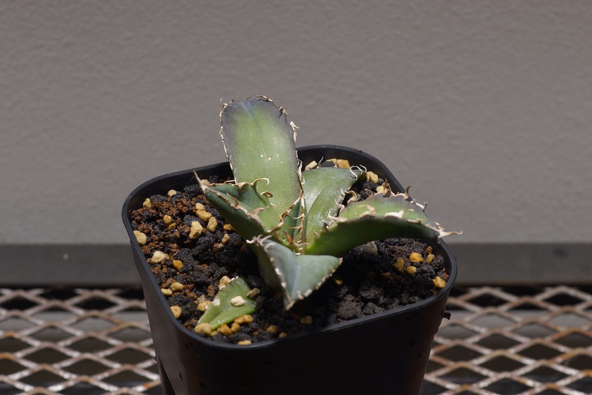 アガベ チタノタ 白鯨/ww-22 | アガベ専門店 モンスターハウス