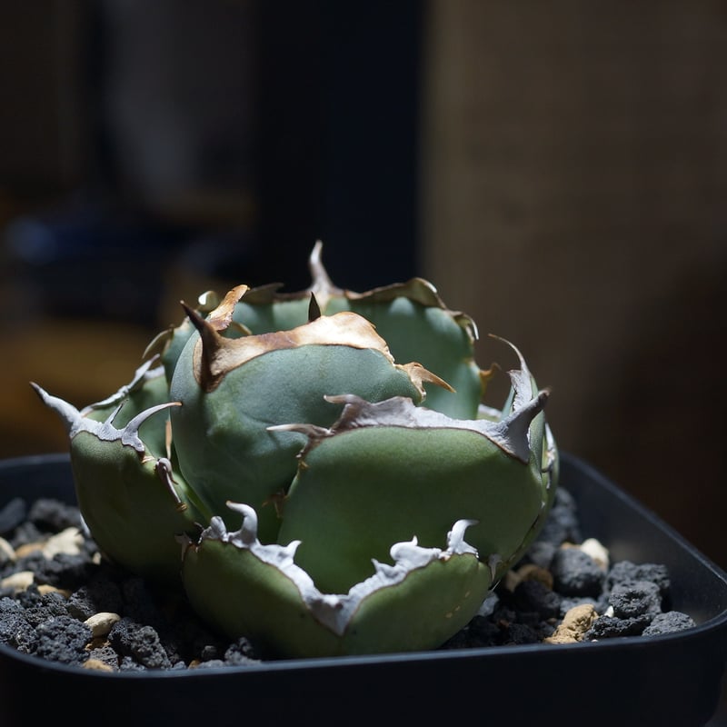 アガベ チタノタ ジャガーノート / JN-02 | アガベ専門店 モンスターハウス