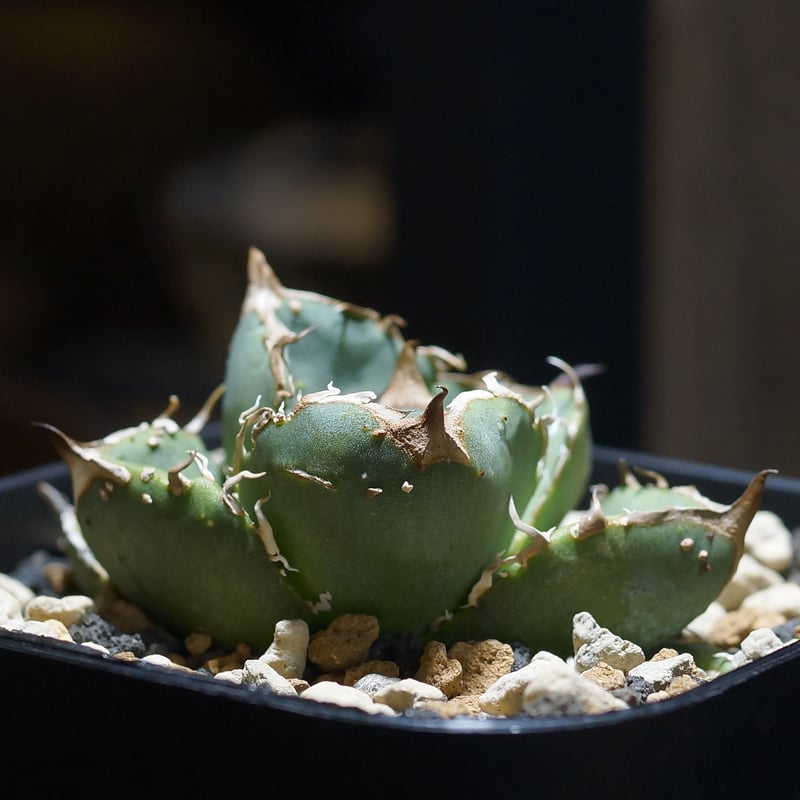 アガベ　疣猪　B アガベ チタノタ 疣猪 / イボイノシシ WT-01 | アガベ専門店