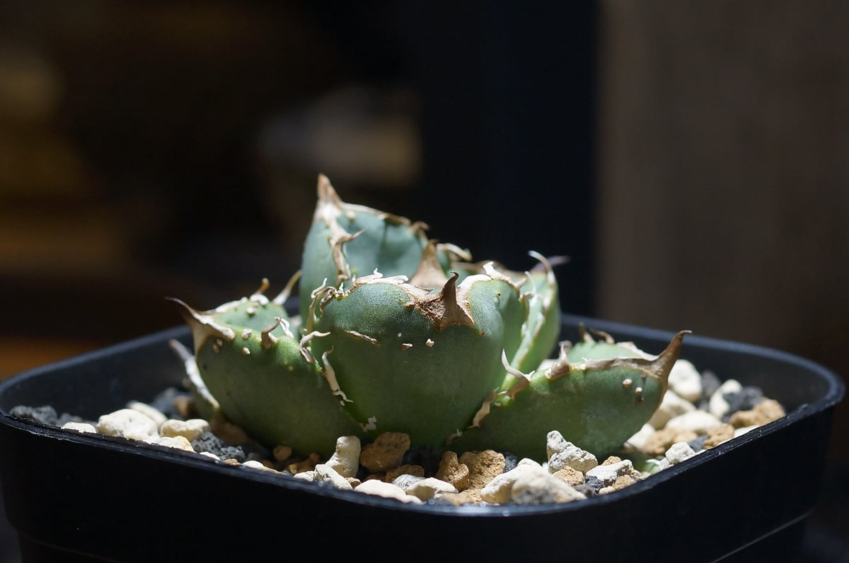 アガベ チタノタ 疣猪 / イボイノシシ WT-01 | アガベ専門店