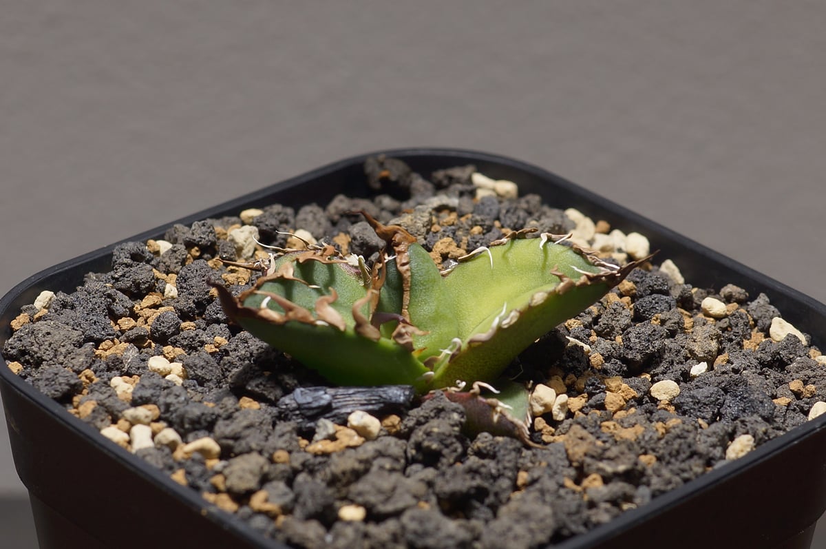 アガベ チタノタ シーザー 凱撒/cae-09 | アガベ専門店