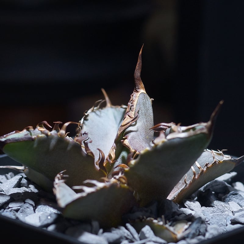 アガベ チタノタ 猟豹/ Dragon Agave産 ct-01 | アガベ専門店 モンスタ