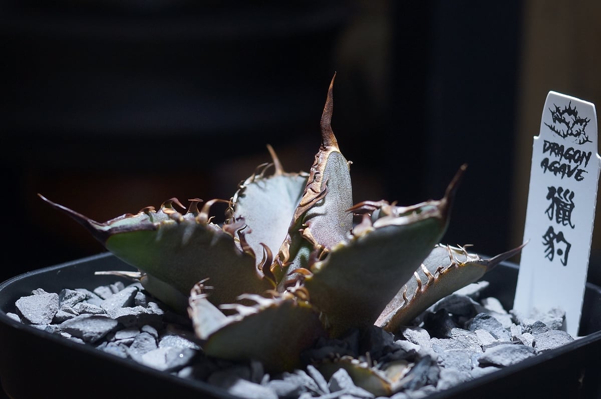 アガベ チタノタ 猟豹/ Dragon Agave産 ct-01 | アガベ専門店 モンスタ