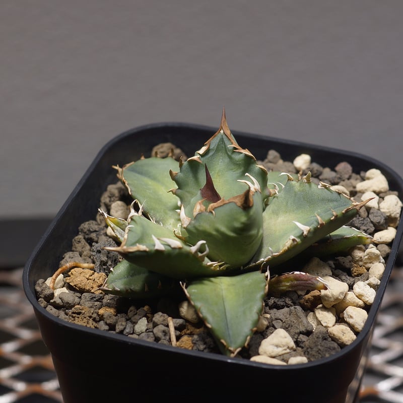 アガベ チタノタ 姫厳竜（ボールタイプ）/ HM-08 | アガベ専門店