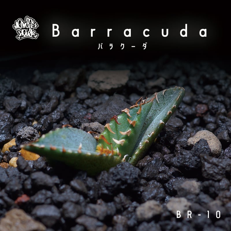 アガベ チタノタ バラクーダBR-10 | アガベ専門店 モンスターハウス