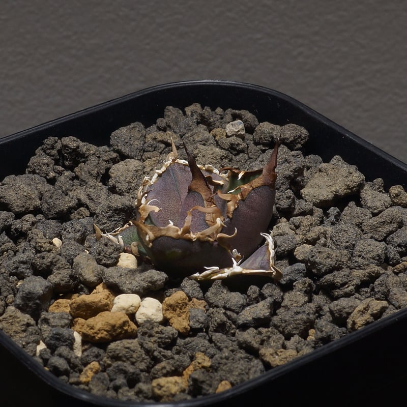 アガベ チタノタ シーザー 凱撒/cae-01 | アガベ専門店 モンスターハウス