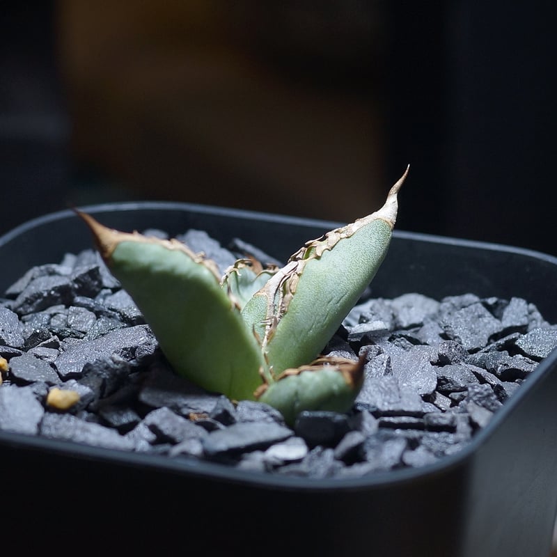 アガベ チタノタ 毒刺GT/ 毒刺産 dgt-01 | アガベ専門店 モンスターハウス