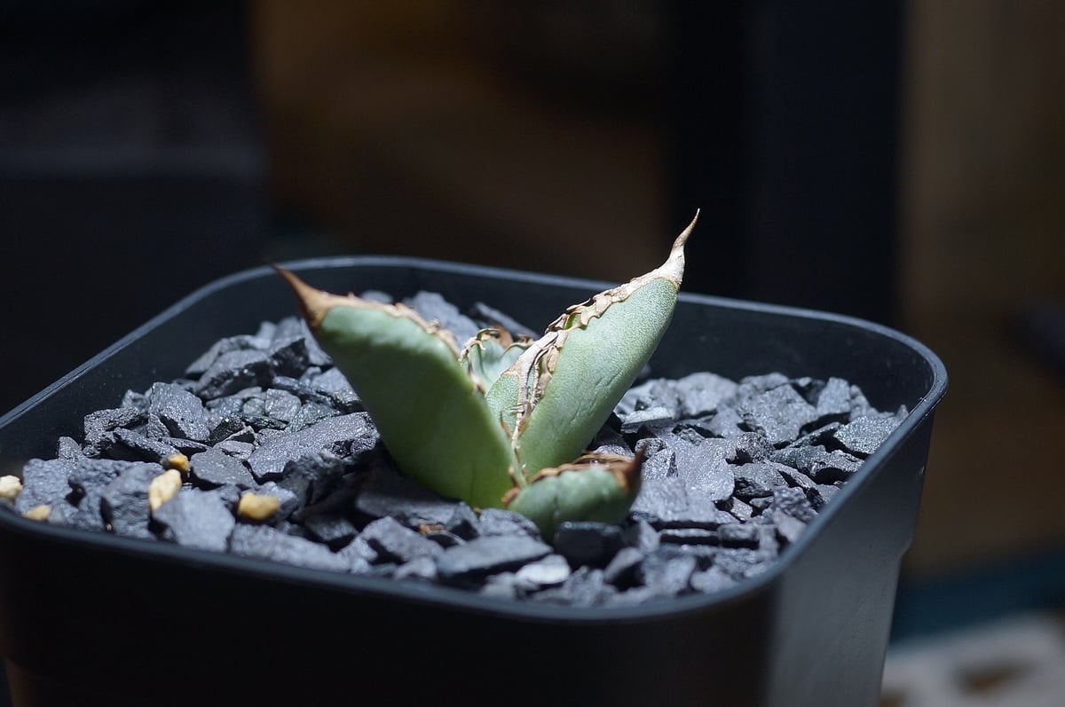 アガベ チタノタ 毒刺GT/ 毒刺産 dgt-01 | アガベ専門店 モンスターハウス