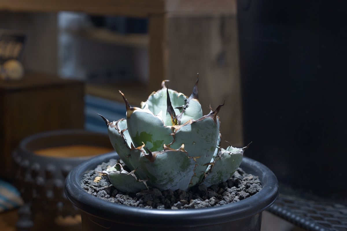 fit=scale-down,w=1200