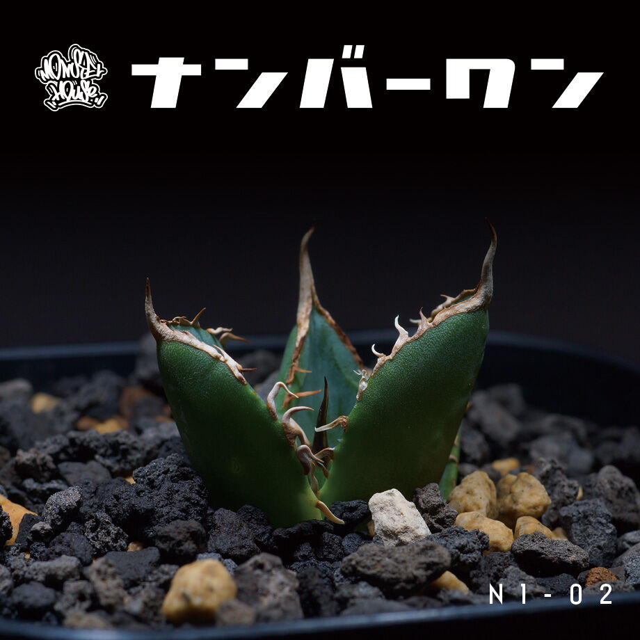 アガベ チタノタ ナンバーワン錦 子株 鉢付き(N1-02) | アガベ アガベ チタノタ ナンバーワン錦 子株 鉢付き(N1-02) | アガベ