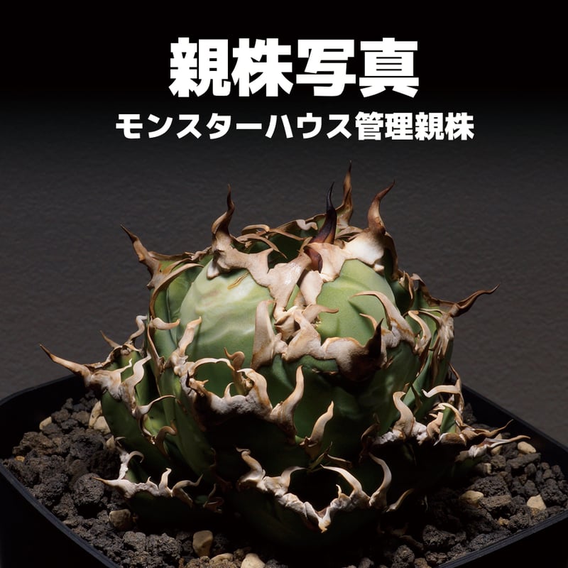 アガベ チタノタ シーザー 凱撒/cae-03 | アガベ専門店 アガベ チタノタ シーザー 凱撒/cae-03 | アガベ専門店