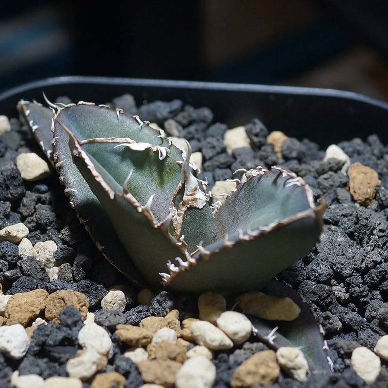 アガベ チタノタ 緑幽霊 / GG-06 | アガベ専門店 モンスターハウス