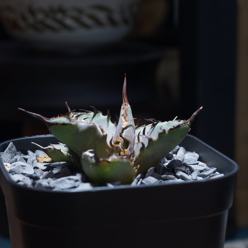 アガベ チタノタ 猟豹/ Dragon Agave産 ct-02 | アガベ専門店 モンスタ