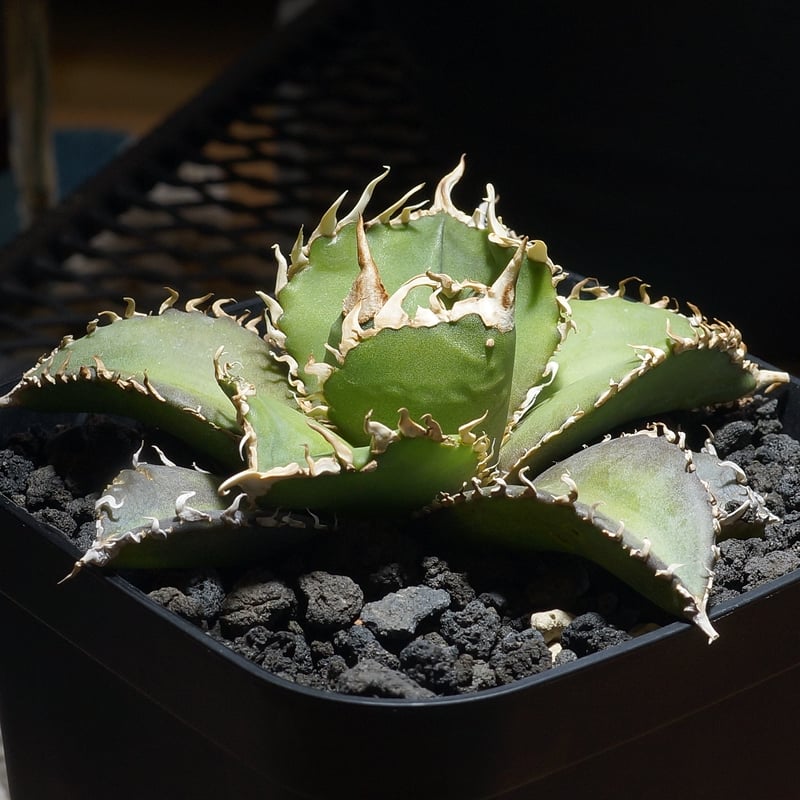 アガベ チタノタ 金剛 キングコング / KK-05 | アガベ専門店