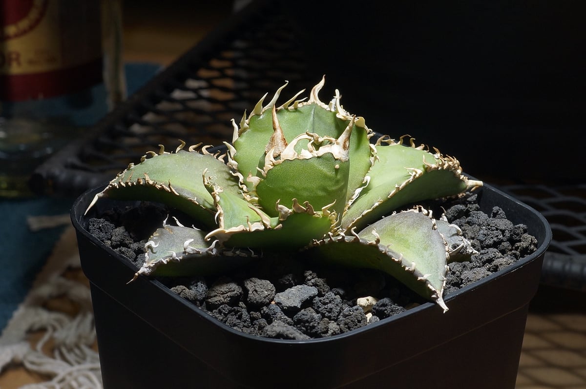 アガベ チタノタ 金剛 キングコング / KK-05 | アガベ専門店