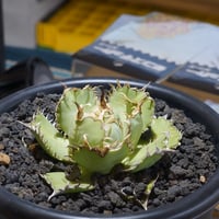 アガベ オアハカ オテロイ/ 親株 ox-08 | アガベ専門店 モンスターハウス