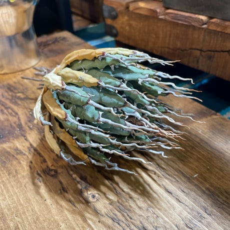 アガベユタエンシス | STORES