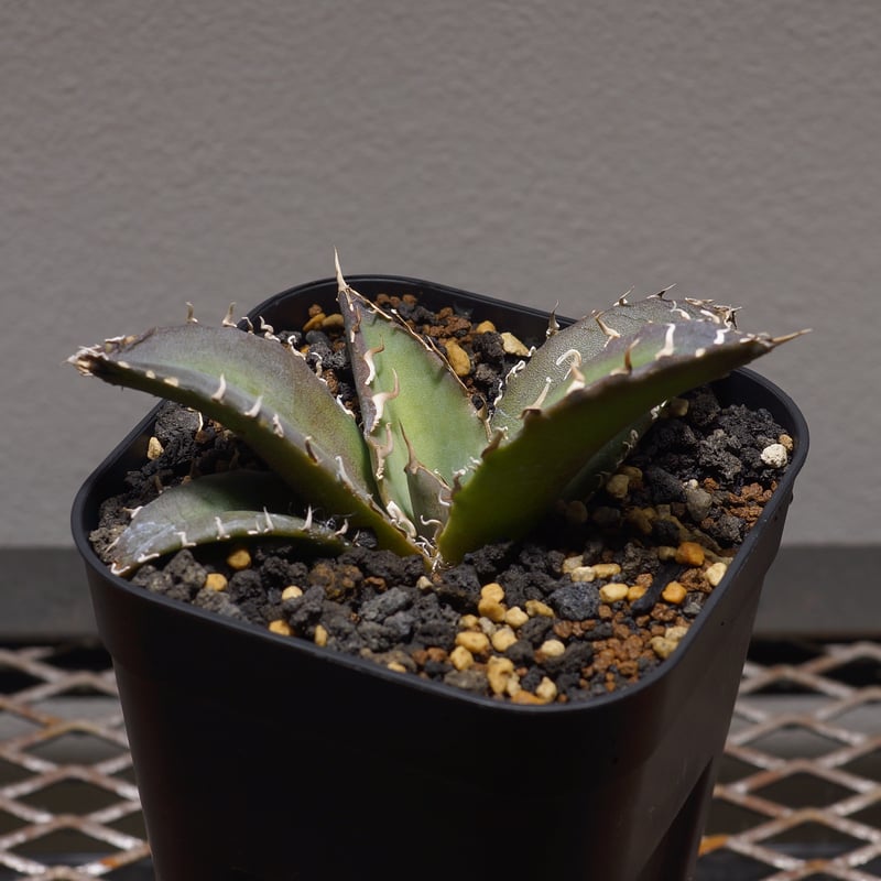 アガベ チタノタ 白鯨/ww-20 | アガベ専門店 モンスターハウス