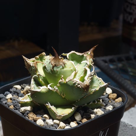 アガベ疣猪 | STORES