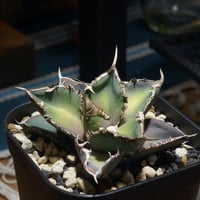 アガベ チタノタ ブラックアンドブルー（bb-13）BB子株 | アガベ専門店