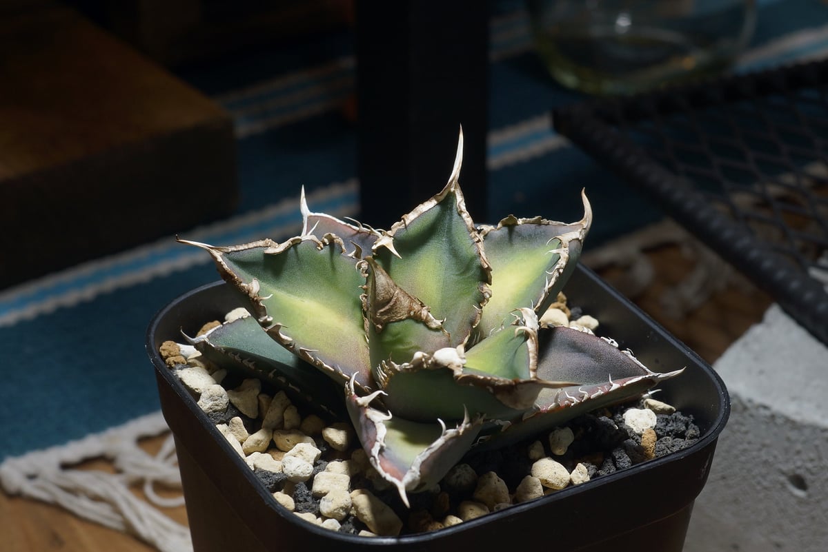 アガベ チタノタ 緑幽霊 / GG-07 | アガベ専門店 モンスターハウス