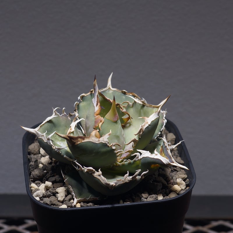 アガベ　オテロイ　北極星　子株 アガベ オテロイ 北極星 子株