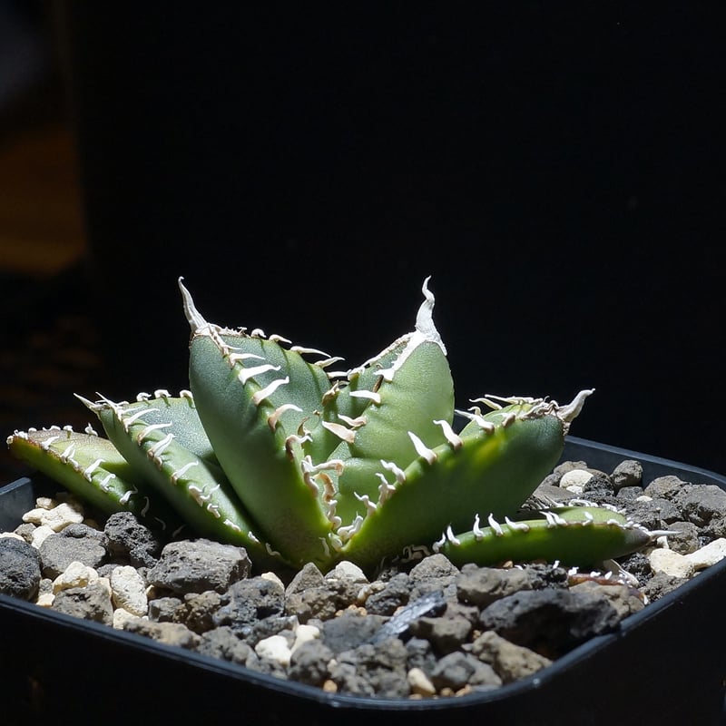 【No.63】アガベ チタノタ　南アフリカダイアモンド　SAD アガベ チタノタ 南アフリカダイヤモンド / SAD-08 | アガベ専門店