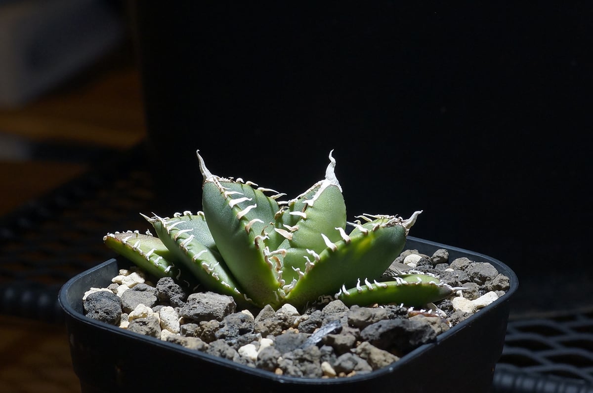 アガベ　チタノタ 南アフリカダイヤモンド① アガベ チタノタ 南アフリカダイヤモンド / SAD-12 | アガベ専門店