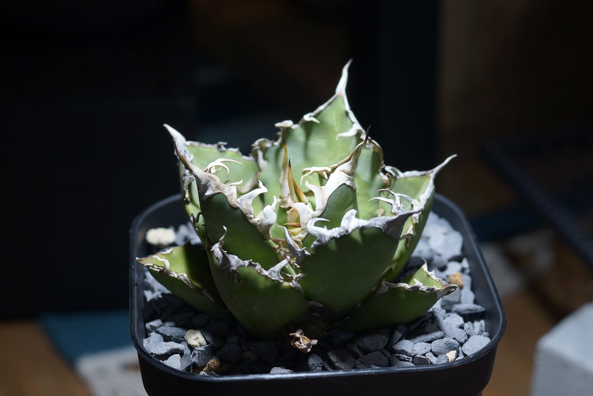 アガベ チタノタ シーザー 凱撒/ Berlin産 cae-16 | アガベ専門店