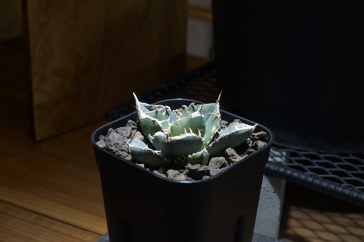 アガベ チタノタ 南アフリカダイヤモンド / SAD-08 | アガベ専門店