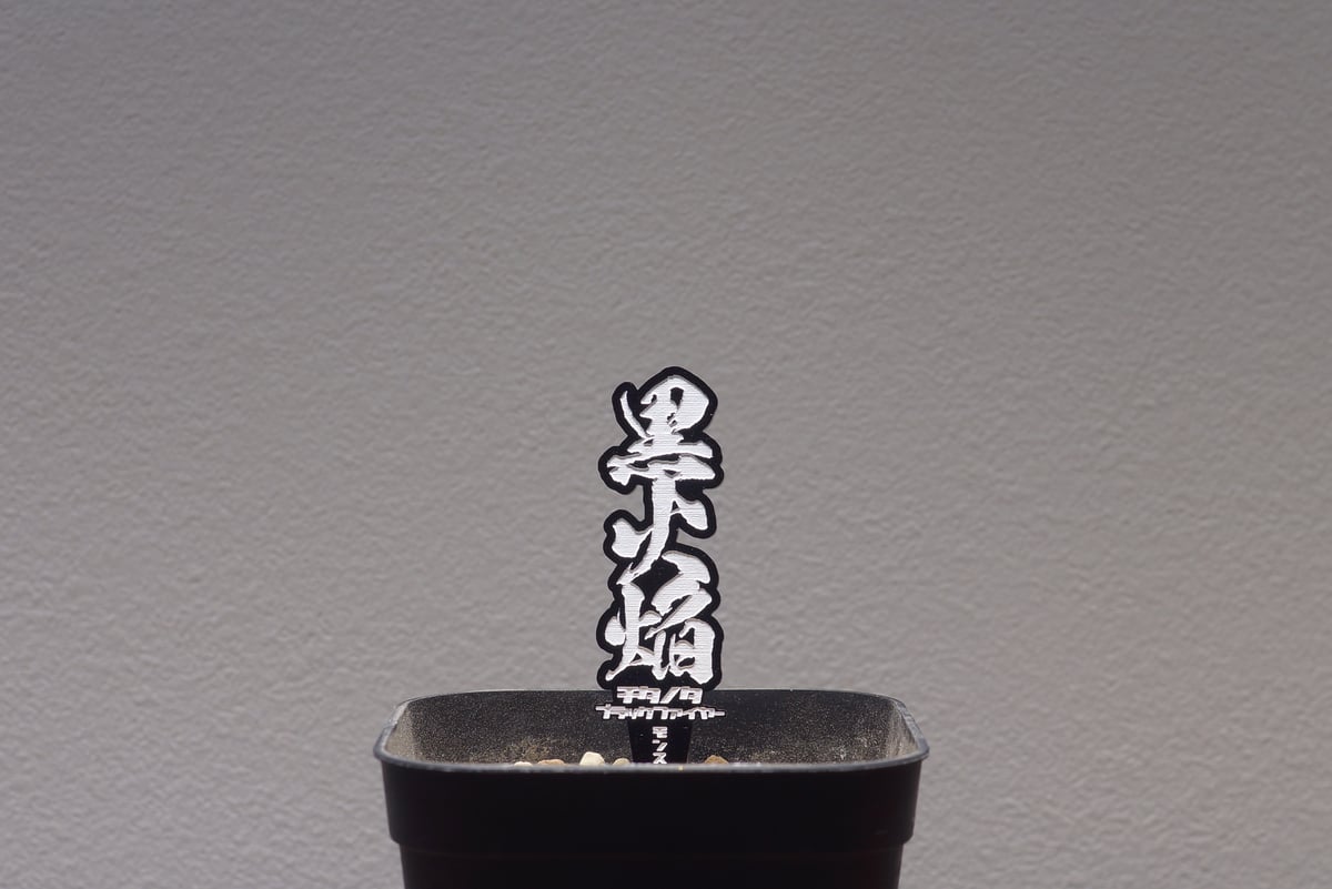 アガベ チタノタセット 黒火焔 type-r 黒棘厳龍 BB cjplants fit=scale-down,w=1200
