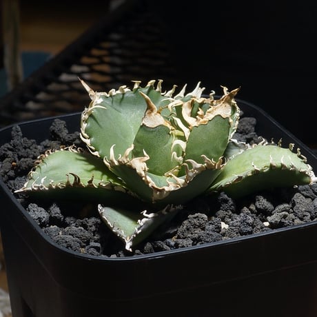 アガベ金剛 | STORES