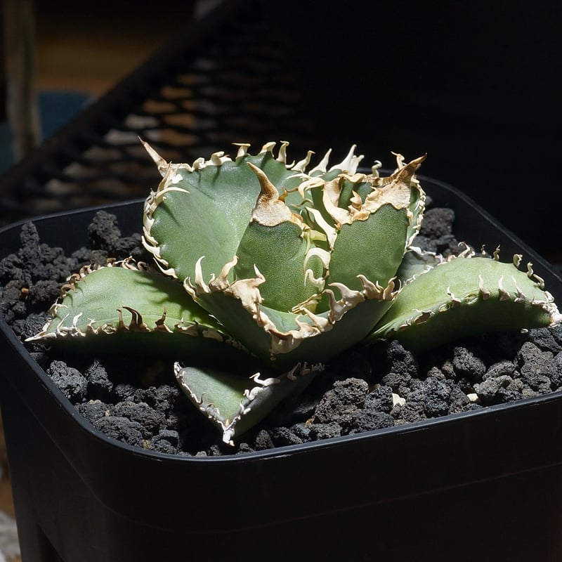 アガベ チタノタ 金剛 キングコング / KK-04 | アガベ専門店