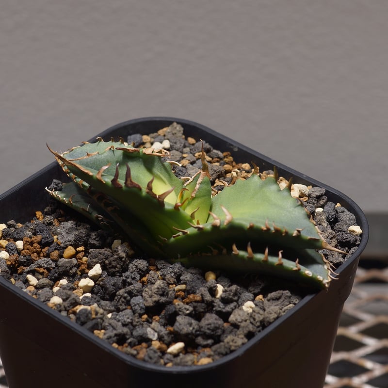 アガベ　チタノタ　姫厳竜、 夕映厳竜　中株2株セット 発根済 アガベ チタノタ 姫厳竜、 夕映厳竜 中株2株セット 発根済