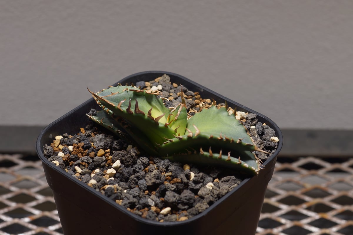 アガベ チタノタ 夕映厳竜 / YB-12 | アガベ専門店 モンスターハウス