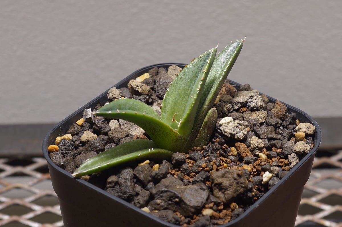 アガベ チタノタ 緑幽霊 / GG-04 | アガベ専門店 モンスターハウス