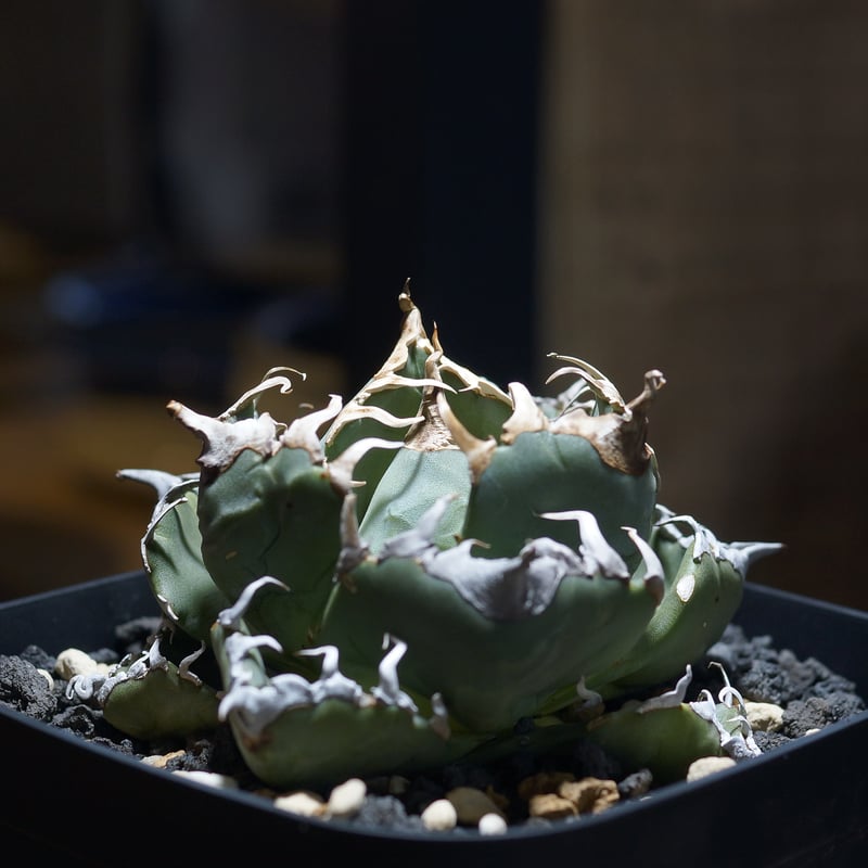 アガベ　チタノタ　魔丸 アガベ チタノタ 魔丸 / Agave titanota 'Mamaru' #1 | Du