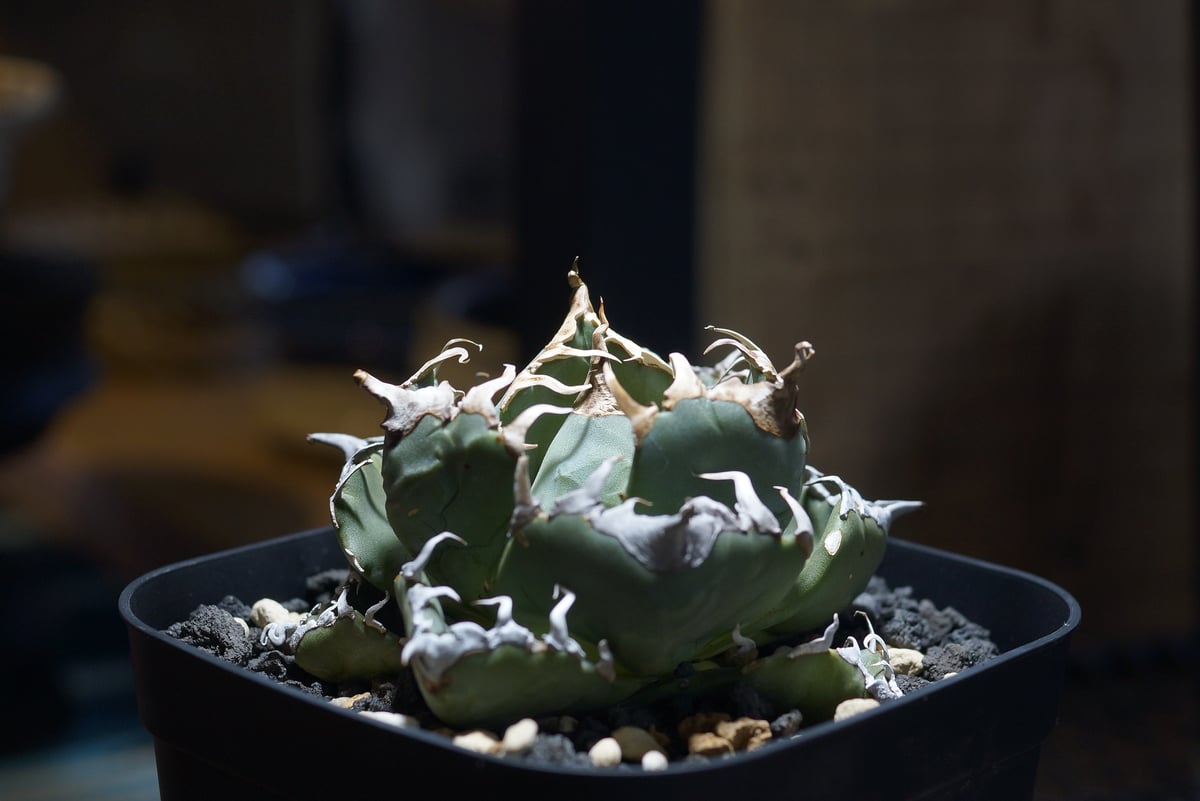 魔丸36株セット　アガベ　チタノタ Agave titanota 魔丸 魔丸36株セット アガベ チタノタ アガベ チタノタ