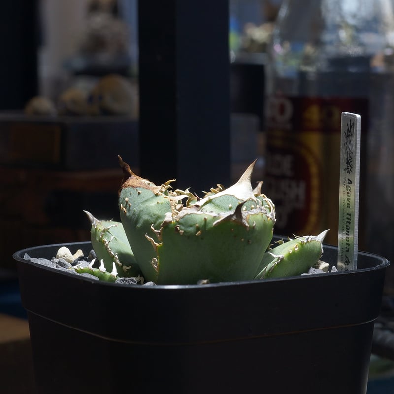 希少　アガベ　疣猪　イボイノシシ アガベ チタノタ 疣猪 / イボイノシシ WT-03 | アガベ専門店