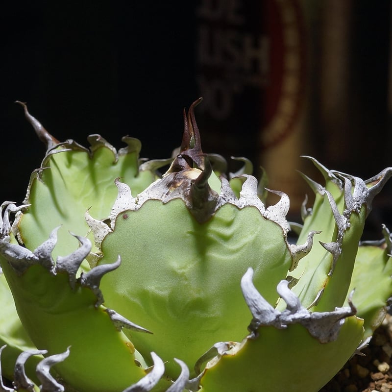 アガベ チタノタ フィリグリー Agave 悪魔 ブツブツ アガベ チタノタ フィリグリー /fg-08 | アガベ専門店 モンスターハウス