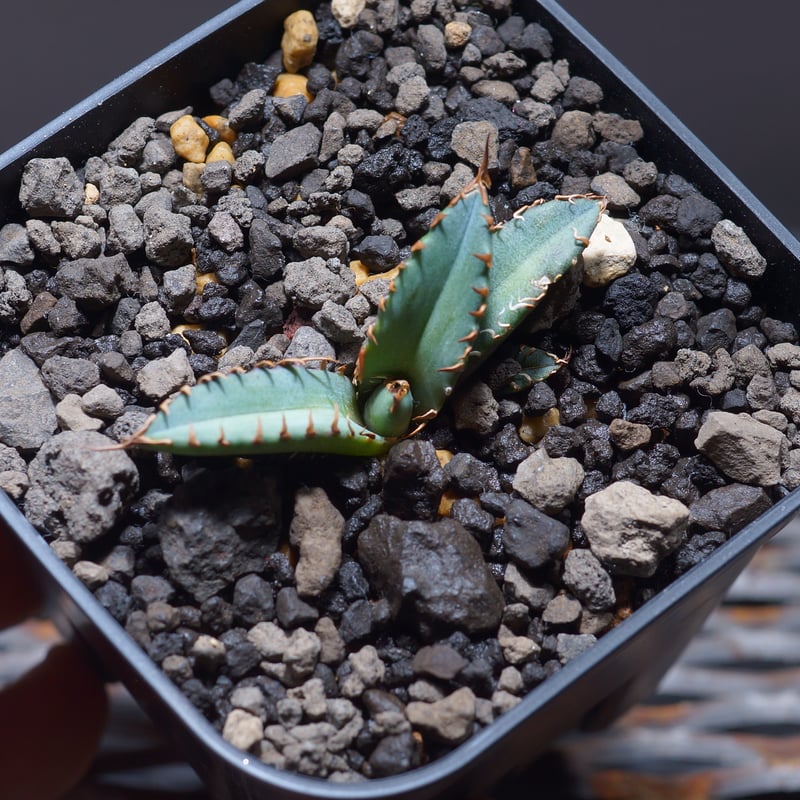 感染対策 多肉植物 アガベ チタノタ 姫厳竜 子株 10株➕ 霸王竜 子株