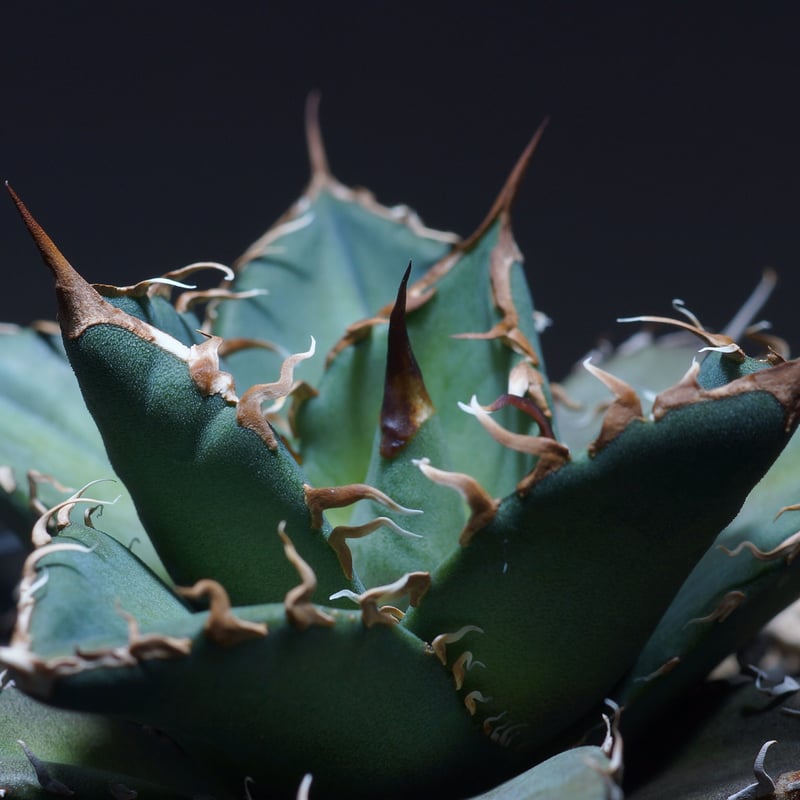 厳選希少株】アガベ シャークソウイ 子株（SS-03）インドネシア輸入株