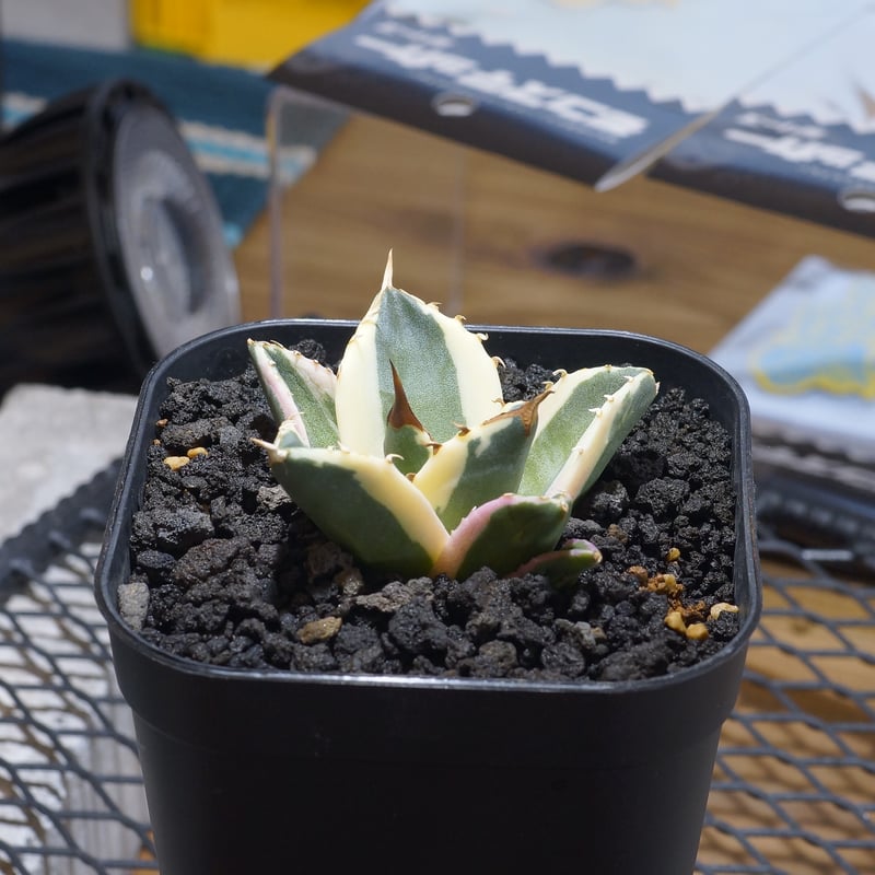 アガベ チタノタ スナグルトゥース 暴牙 /ST-03 | アガベ専門店