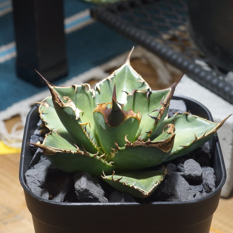 アガベ チタノタ 緑犀牛/ Dragon Agave産 GR-02 | アガベ専門店 モンス