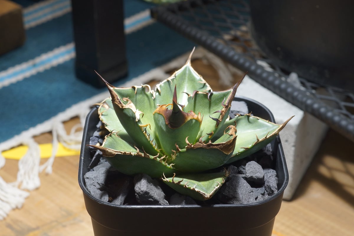 アガベ チタノタ 緑犀牛/ Dragon Agave産 GR-02 | アガベ専門店 モンス