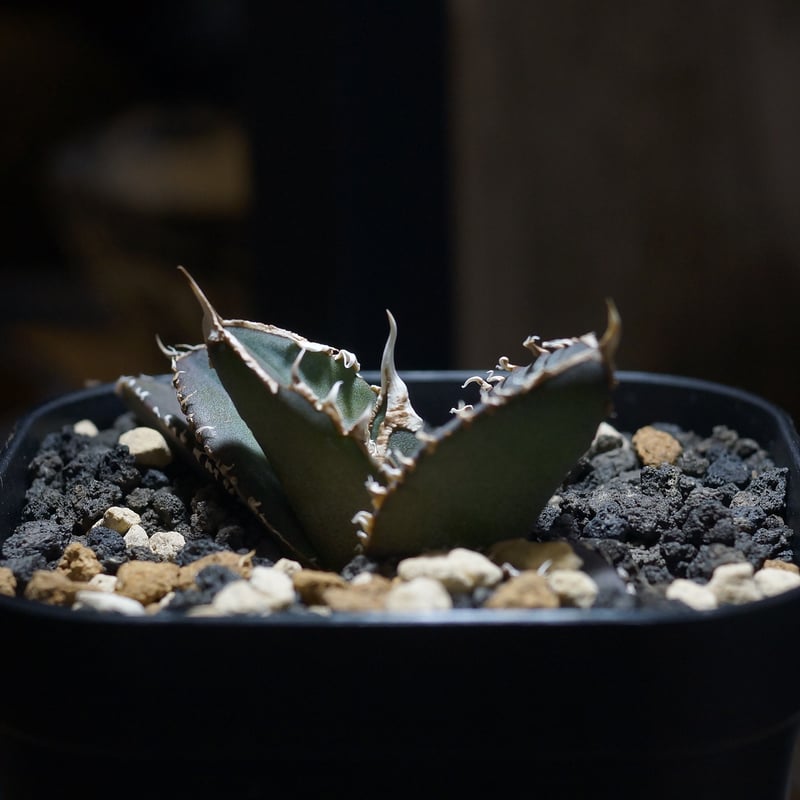 アガベ チタノタ 緑幽霊 / GG-06 | アガベ専門店 モンスターハウス
