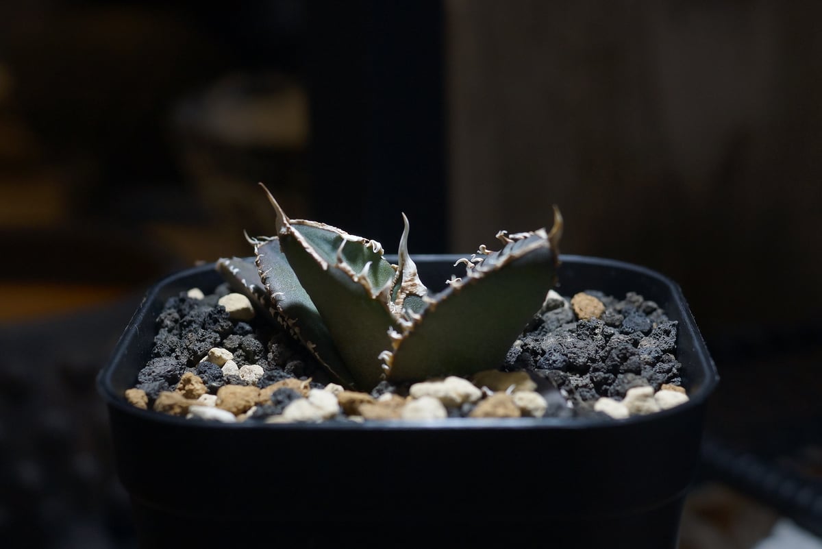 アガベオテロイ　緑幽霊 アガベ チタノタ 緑幽霊 / GG-02 | アガベ専門店 モンスターハウス